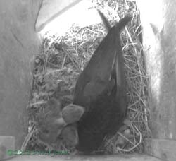 Swift and chicks in SW(le) this afternoon, 26 June 2013