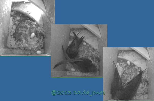 Eggs moved out of nest cup in SW(ri), 26 June 2013