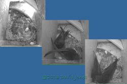 Eggs moved out of nest cup in SW(ri), 26 June 2013