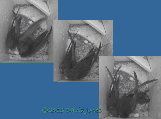 Egg ejected from SW(ri) - sequence 1, 26 June 2013