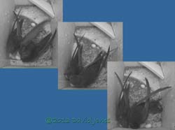 Egg ejected from SW(ri) - sequence 1, 26 June 2013