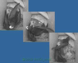 Egg ejected from SW(ri) - sequence 2, 26 June 2013