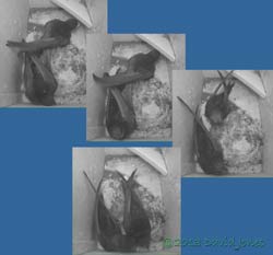 Egg ejected from SW(ri) - sequence 3, 26 June 2013