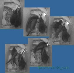 The second egg is ejected from SW(ri) , 27 June 2013