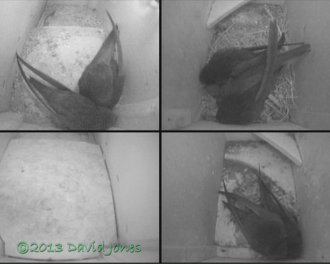 The three Swift pairs tonight, 27 June 2013