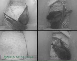 The three Swift pairs tonight, 27 June 2013