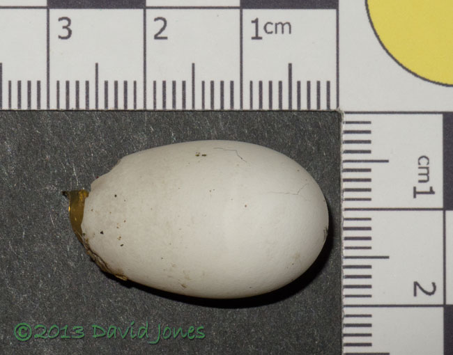 The infertile egg ejected from SW(ri) this evening, 27 June 2013