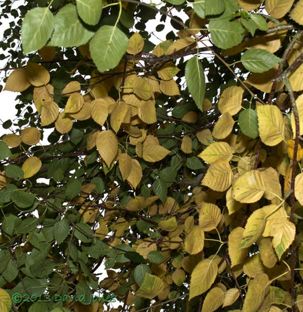 Leaves turn yellow on Himalayan Birch, 6 October 2013