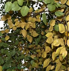 Leaves turn yellow on Himalayan Birch, 6 October 2013