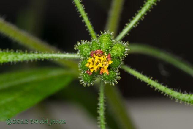 Unidentified plant - flower in later stages - 2,&nbsp; 6 Oct 2013