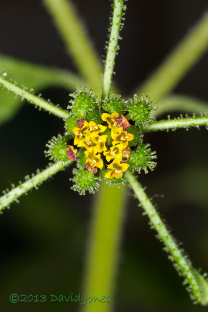 Unidentified plant - flower in later stages - 1,&nbsp; 6 Oct 2013
