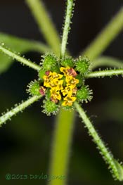 Unidentified plant - flower in later stages,&nbsp; 6 Oct 2013