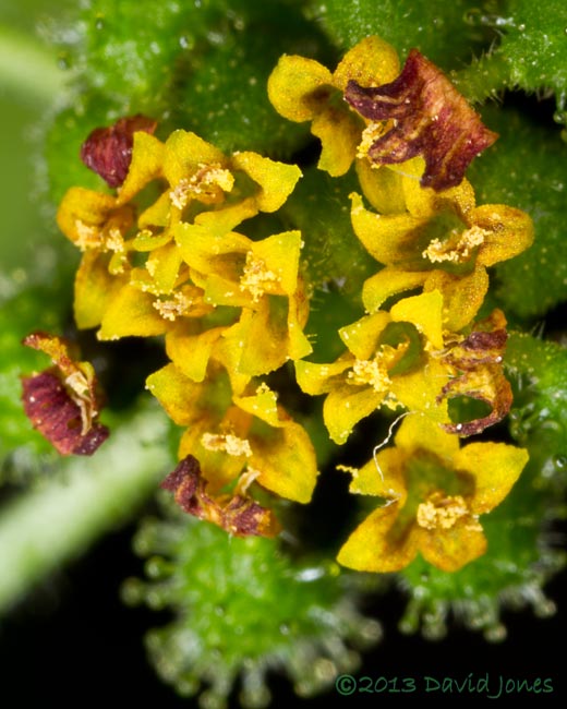 Unidentified plant - flower in later stages - close-up,&nbsp; 6 Oct 2013