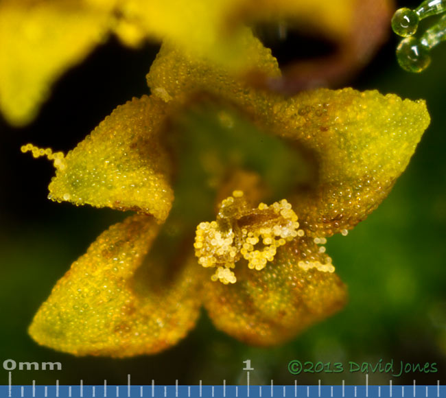 Unidentified plant - single disc floret with pollen,&nbsp; 6 Oct 2013