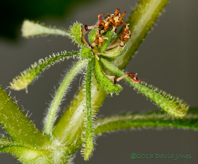 Unidentified plant - flower prepares to shed seeds - 1,&nbsp; 6 Oct 2013