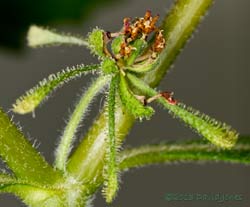 Unidentified plant - flower prepares to shed seeds,&nbsp; 6 Oct 2013