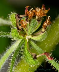 Unidentified plant - flower prepares to shed seeds - 2,&nbsp; 6 Oct 2013