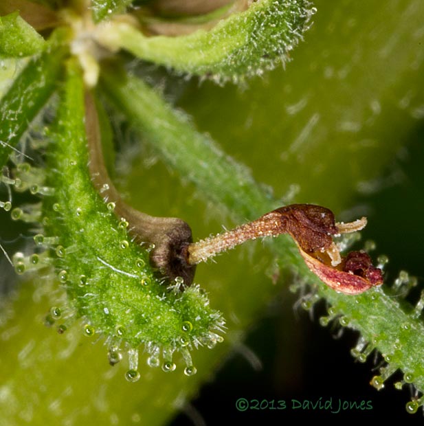 Unidentified plant - flower prepares to shed seeds - 2 (close-up),&nbsp; 6 Oct 2013