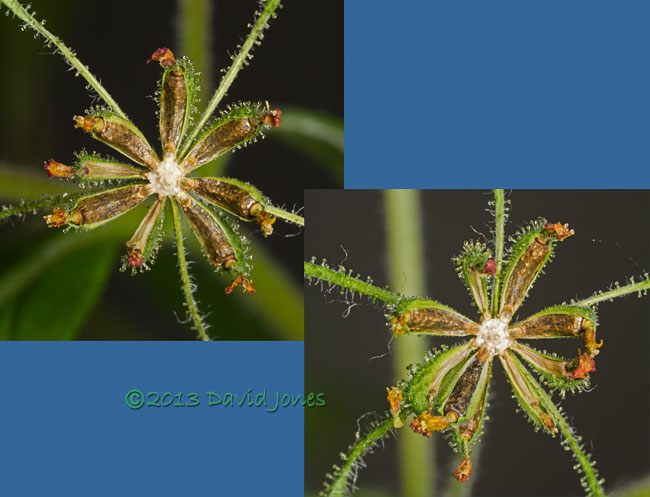 Unidentified alien plant - preparing to shed seeds, 18 October 2013