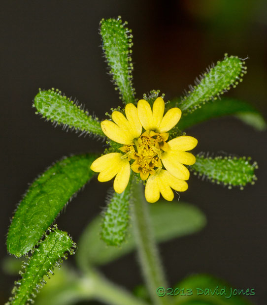 Unidentified alien plant -  composite flower, 18 October 2013