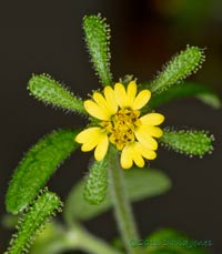 Unidentified alien plant -  composite flower, 18 October 2013