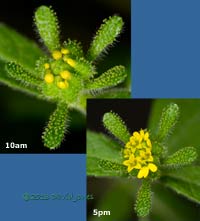 Unidentified alien plant -  composite flower opening, 18 October 2013