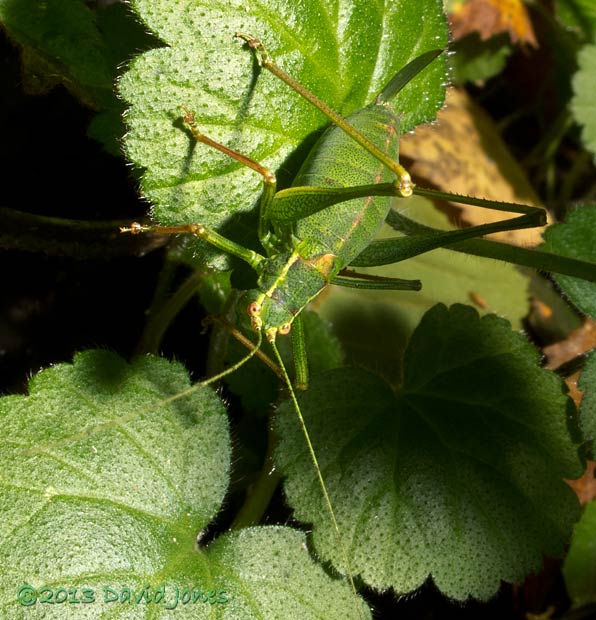 Speckled Bush Cricket (female) - 1, 18 October 2013
