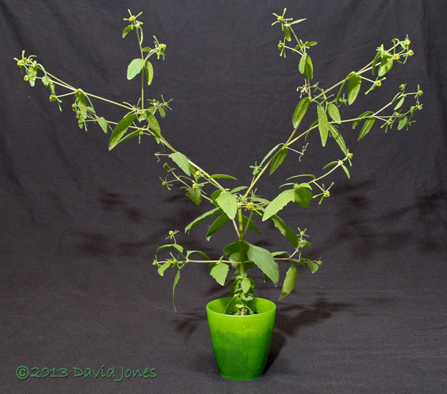 Unidentified alien plant - side view, 18 October 2013