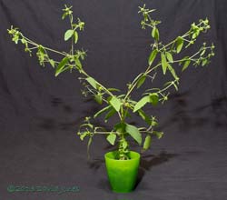 Unidentified alien plant - side view, 18 October 2013