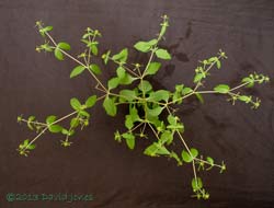 Unidentified alien plant - seen from above, 18 October 2013