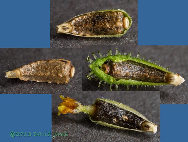 Unidentified alien plant -  seeds, 18 October 2013