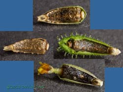 Unidentified alien plant -  seeds, 18 October 2013