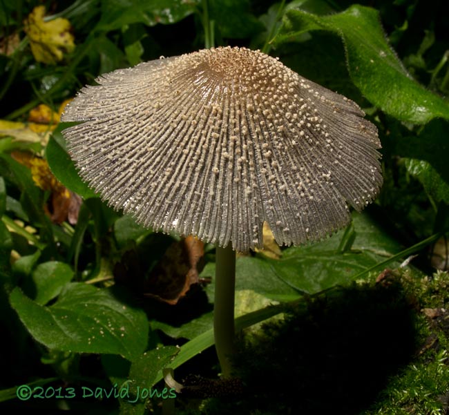 Fungus (unidentified - poss. Coprinus sp.) - 2, 19 October 2013