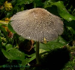 Fungus (unidentified - poss. Coprinus sp.) - 2, 19 October 2013