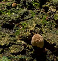 Fungus (unidentified - poss. Coprinus sp.) fruiting bodies emerging from log, 19 October 2013