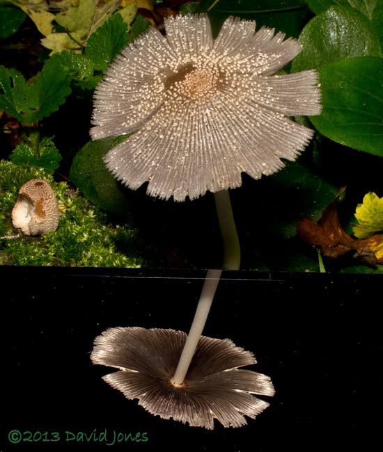 Fungus (unidentified - poss. Coprinus sp.) showing underside, 19 October 2013