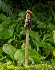 Fungus (unidentified - poss. Coprinus sp.) fruiting body after heavy overnight rain, 20 October 2013