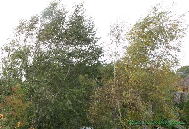 Our Himalayan Birch seen next to a native Birch today, 27 October 2013