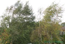 Our Himalayan Birch seen next to a native Birch today, 27 October 2013