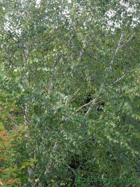 Our Himalayan Birch this afternoon, 27 October 2013
