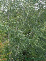 Our Himalayan Birch this afternoon, 27 October 2013