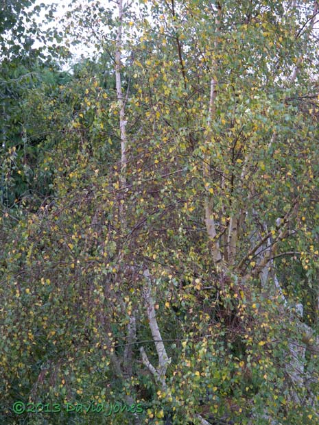 My neighbour's native Birch today, 27 October 2013