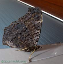 Peacock butterfly resting on door frame this afternoon, 27 October 2013