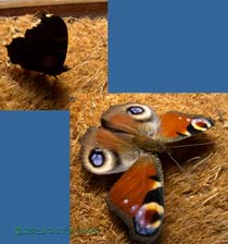 Peacock butterfly shows defensive response, 27 October 2013