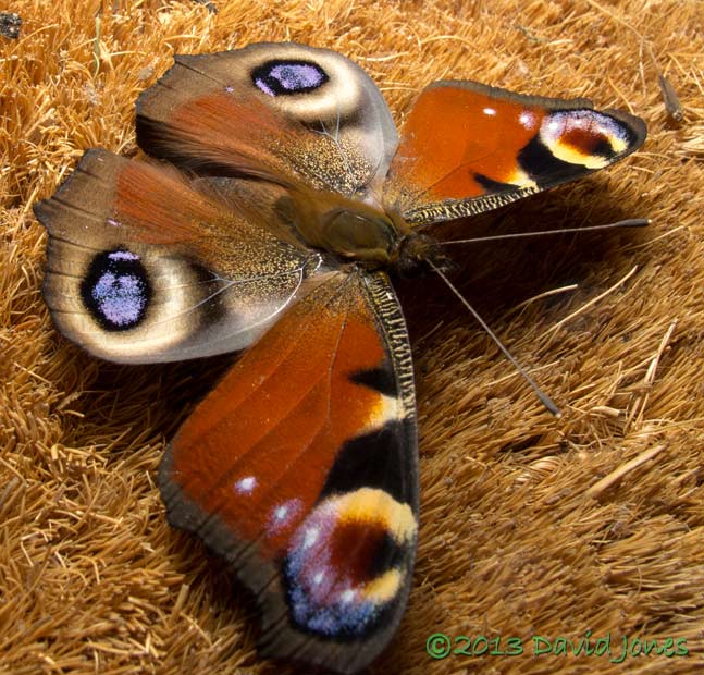 Peacock butterfly with wings spread in a defensive response, 27 October 2013