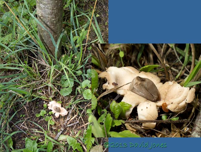 Fugus (Geastrum rufescens?) below Rowan tree, 20 Sept 2013