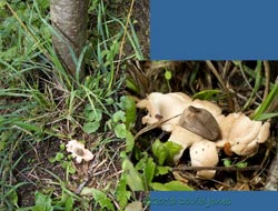 Fugus (Geastrum rufescens?) below Rowan tree, 20 Sept 2013