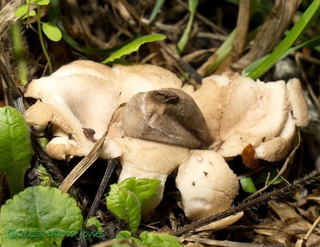 Fugus (Geastrum rufescens?) below Rowan tree - close-up, 20 Sept 2013