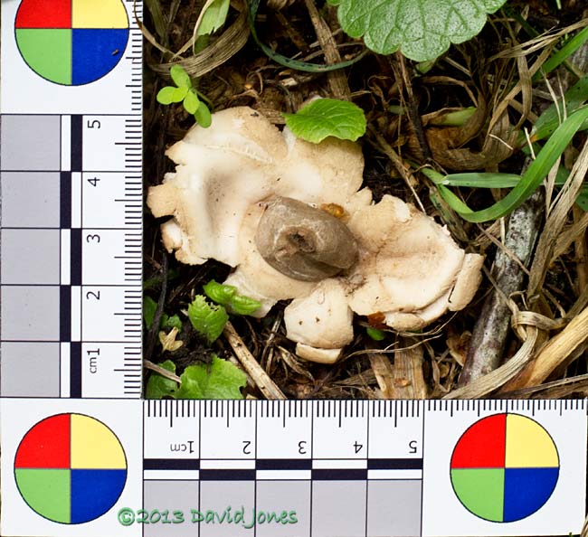 Fugus (Geastrum rufescens?) below Rowan tree - with scale, 20 Sept 2013