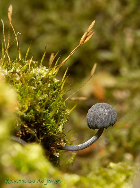 Small fungus amongst moss on decaying log, 20 Sept 2013